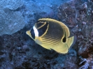 Similan Islands
