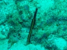 Tauchsafari 