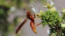 SWJG_UPLOAD_IMAGENAME_SEPARATOR19