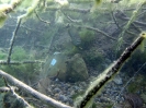 Pearl Lake - Juli 2012