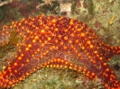 SeaOfCortez_12