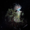 SeaOfCortez_18