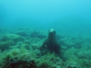 SeaOfCortez_37