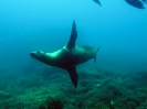 SeaOfCortez_39