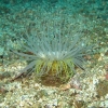 SeaOfCortez_45
