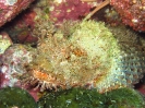 SeaOfCortez_6