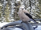 Calgary - Banff_10