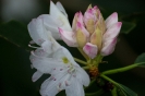Smoky Mountains_13