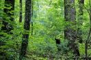 Smoky Mountains_20