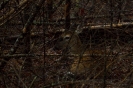 Smoky Mountains_6