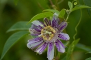 Smoky Mountains_7