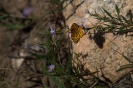 Grand Teton_15