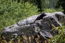 Grand Teton_16