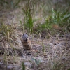 Grand Teton_19