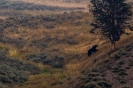 Yellowstone_26