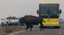 Yellowstone_28