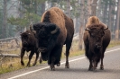 Yellowstone_29