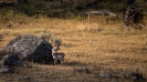 Yellowstone_35