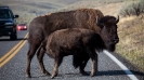 Yellowstone_38
