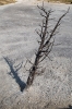 Yellowstone_45