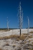 Yellowstone_6
