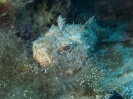 Malta - Unterwasser_15