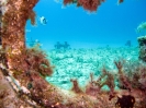 Malta - Unterwasser_9