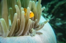 Indonesien (Lembeh Strait, Bangka)_11