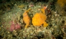 Indonesien (Lembeh Strait, Bangka)_12
