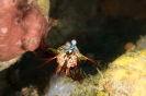 Indonesien (Lembeh Strait, Bangka)_14