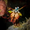 Indonesien (Lembeh Strait, Bangka)_15