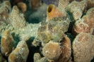 Indonesien (Lembeh Strait, Bangka)_24