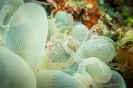 Indonesien (Lembeh Strait, Bangka)_26