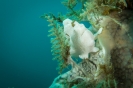 Indonesien (Lembeh Strait, Bangka)_27