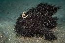 Indonesien (Lembeh Strait, Bangka)_28