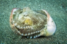 Indonesien (Lembeh Strait, Bangka)_29
