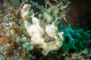 Indonesien (Lembeh Strait, Bangka)_31