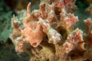 Indonesien (Lembeh Strait, Bangka)_38