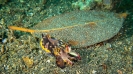 Indonesien (Lembeh Strait, Bangka)