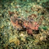 Indonesien (Lembeh Strait, Bangka)_40