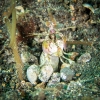 Indonesien (Lembeh Strait, Bangka)_41