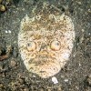 Indonesien (Lembeh Strait, Bangka)_42