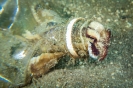 Indonesien (Lembeh Strait, Bangka)_4