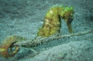 Indonesien (Lembeh Strait, Bangka)_8