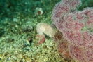 Indonesien (Lembeh Strait, Bangka)_9