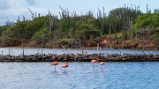 Bonaire-Curacao - Die Insel_22