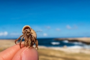 Bonaire-Curacao - Die Insel_23