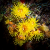 Bonaire-Curacao - Unterwasser_10
