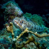 Bonaire-Curacao - Unterwasser_11
