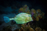 Bonaire-Curacao - Unterwasser_12
